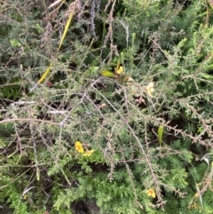 Dillwynia ramosissima at Boolijah, NSW - 23 Apr 2023 10:55 AM