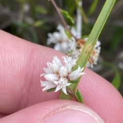 Cryptandra ericoides (Heathy Cryptandra) at Boolijah, NSW - 23 Apr 2023 by Tapirlord