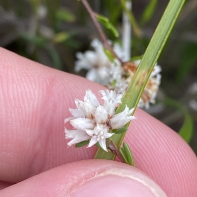 Cryptandra ericoides (Heathy Cryptandra) at Boolijah, NSW - 23 Apr 2023 by Tapirlord
