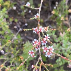 Baeckea brevifolia (Short-leaved Baeckea) at Boolijah, NSW - 23 Apr 2023 by Tapirlord