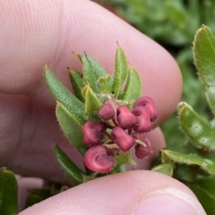 Grevillea baueri subsp. asperula (Bauer's Grevillea) at Boolijah, NSW - 23 Apr 2023 by Tapirlord