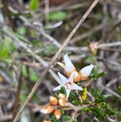 Cryptandra propinqua (Silky Cryptandra) at Boolijah, NSW - 23 Apr 2023 by Tapirlord