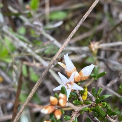 Cryptandra propinqua (Silky Cryptandra) at Boolijah, NSW - 23 Apr 2023 by Tapirlord