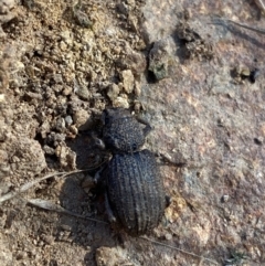 Amycterus sp. (genus) (Ground weevil) at Hughes, ACT - 3 Jun 2023 by Tapirlord