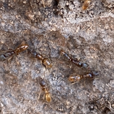 Amblyopone sp. (genus) (Slow ant) at Garran, ACT - 3 Jun 2023 by Tapirlord