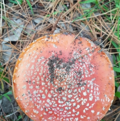 Amanita muscaria (Fly Agaric) at Greenleigh, NSW - 3 Jun 2023 by danswell