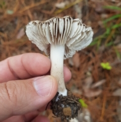 Tricholoma terreum (Grey Knight or Dirty Tricholoma) at Greenleigh, NSW - 3 Jun 2023 by danswell