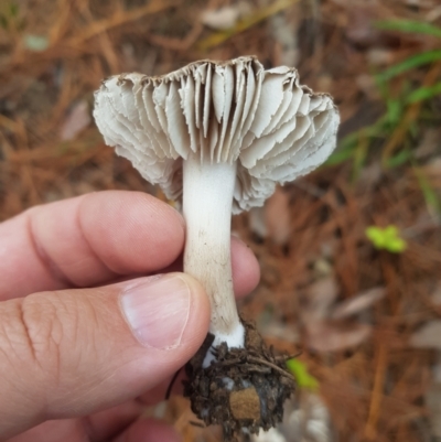 Tricholoma terreum (Grey Knight or Dirty Tricholoma) at Greenleigh, NSW - 3 Jun 2023 by danswell