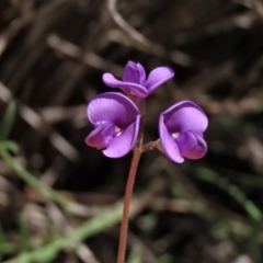 Swainsona sericea at Dry Plain, NSW - 6 Dec 2020