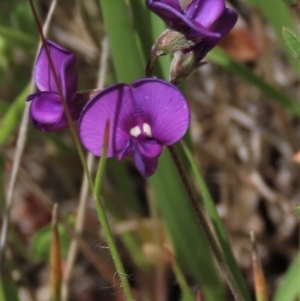 Swainsona sericea at Dry Plain, NSW - 6 Dec 2020