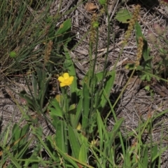 Plantago varia (Native Plaintain) at Dry Plain, NSW - 5 Dec 2020 by AndyRoo