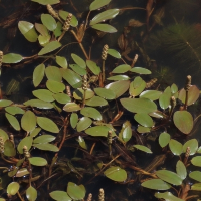 Potamogeton cheesemanii (Pondweed) at Dry Plain, NSW - 6 Dec 2020 by AndyRoo