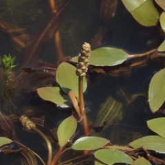 Potamogeton cheesemanii at Dry Plain, NSW - 6 Dec 2020 11:41 AM