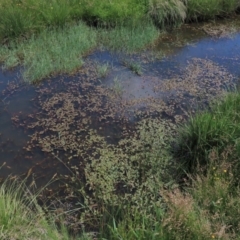 Potamogeton cheesemanii at Dry Plain, NSW - 6 Dec 2020 11:41 AM