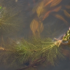 Myriophyllum simulans at Dry Plain, NSW - 6 Dec 2020 11:49 AM