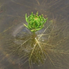 Myriophyllum simulans at Dry Plain, NSW - 6 Dec 2020 11:49 AM