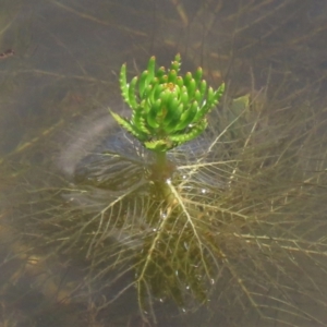 Myriophyllum simulans at Dry Plain, NSW - 6 Dec 2020 11:49 AM
