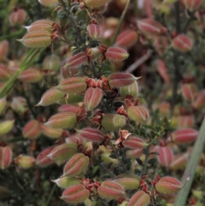 Mirbelia oxylobioides at Dry Plain, NSW - 6 Dec 2020