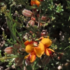 Mirbelia oxylobioides at Dry Plain, NSW - 6 Dec 2020