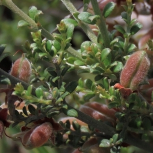 Mirbelia oxylobioides at Dry Plain, NSW - 6 Dec 2020