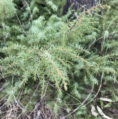 Juniperus conferta (Japanese Shore Juniper) at Deakin, ACT - 5 Jun 2023 by rainer