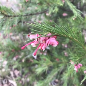 Grevillea rosmarinifolia subsp. rosmarinifolia at Deakin, ACT - 5 Jun 2023