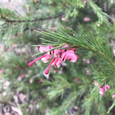 Grevillea rosmarinifolia subsp. rosmarinifolia (Rosemary Grevillea) at Deakin, ACT - 5 Jun 2023 by rainer