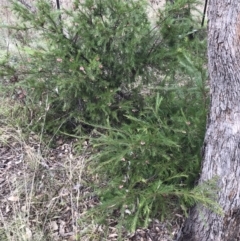 Grevillea rosmarinifolia subsp. rosmarinifolia at Deakin, ACT - 5 Jun 2023 01:32 PM