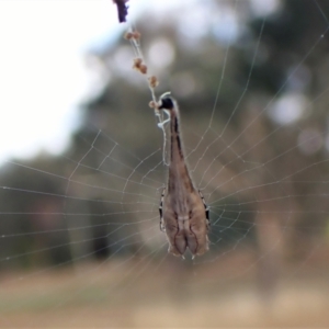 Arachnura higginsi at Cook, ACT - 5 Mar 2023