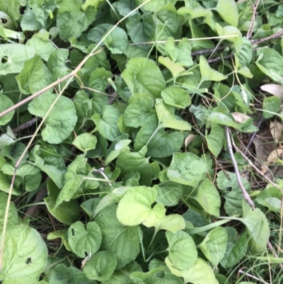 Viola odorata (Sweet Violet, Common Violet) at Deakin, ACT - 5 Jun 2023 by rainer