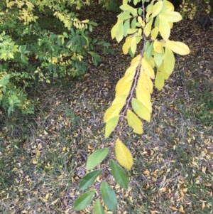 Ulmus parvifolia at Deakin, ACT - 5 Jun 2023 01:37 PM