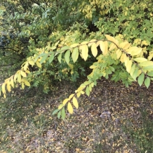 Ulmus parvifolia at Deakin, ACT - 5 Jun 2023