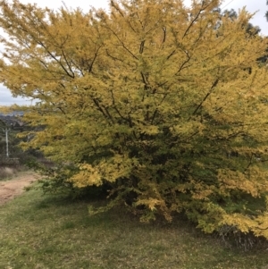 Ulmus parvifolia at Deakin, ACT - 5 Jun 2023 01:37 PM