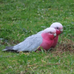 Eolophus roseicapilla (Galah) at Kambah, ACT - 5 Jun 2023 by MatthewFrawley