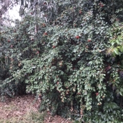 Cotoneaster glaucophyllus at Deakin, ACT - 5 Jun 2023