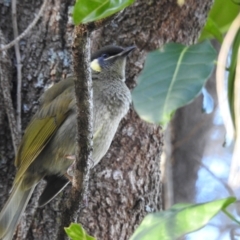 Meliphaga lewinii (Lewin's Honeyeater) at Narooma, NSW - 28 May 2023 by GlossyGal