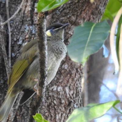 Meliphaga lewinii (Lewin's Honeyeater) at Narooma, NSW - 28 May 2023 by GlossyGal