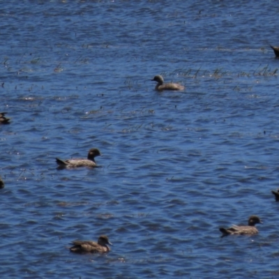 Anas gracilis (Grey Teal) at Dry Plain, NSW - 6 Dec 2020 by AndyRoo