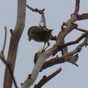 Pardalotus punctatus at Gordon, ACT - 5 Jun 2023