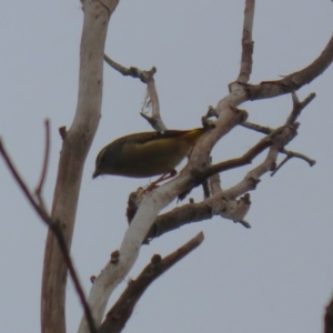 Pardalotus punctatus at Gordon, ACT - 5 Jun 2023