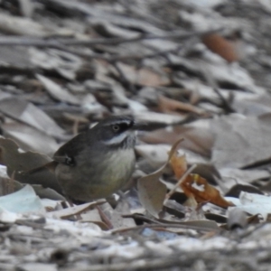 Sericornis frontalis at Narooma, NSW - 27 May 2023 04:06 PM
