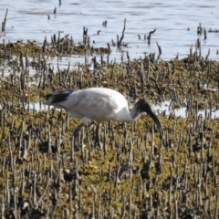 Threskiornis molucca (Australian White Ibis) at Narooma, NSW - 28 May 2023 by GlossyGal