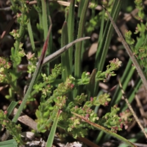 Galium gaudichaudii subsp. gaudichaudii at Dry Plain, NSW - 6 Dec 2020 12:08 PM