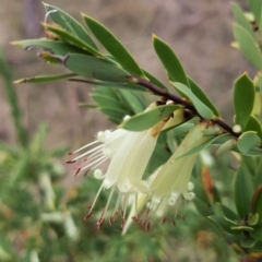 Styphelia triflora (Five-corners) at Watson, ACT - 5 Jun 2023 by HappyWanderer