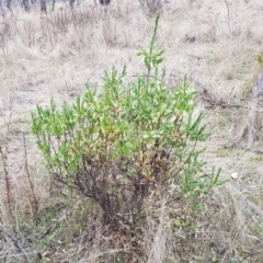 Styphelia triflora at Watson, ACT - 5 Jun 2023 11:09 AM