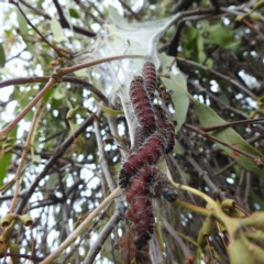 Delias harpalyce (Imperial Jezebel) at Stromlo, ACT - 5 Jun 2023 by HelenCross