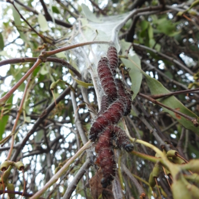 Delias harpalyce (Imperial Jezebel) at Stromlo, ACT - 5 Jun 2023 by HelenCross