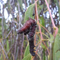 Delias harpalyce at Stromlo, ACT - 5 Jun 2023