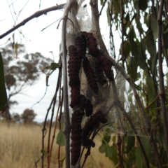 Delias harpalyce at Stromlo, ACT - 5 Jun 2023