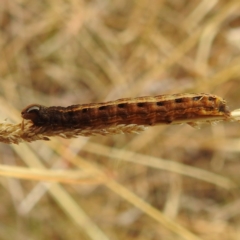 Proteuxoa sanguinipuncta at Stromlo, ACT - 5 Jun 2023